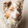 photographe chien studio, séance photo chien studio, portrait chien berger australien, photographe animalier toulouse, photo de berger australien