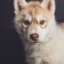 photographe chien studio, séance photo chien studio, portrait chiot husky, photographe animalier toulouse, photo chiot husky cuivre