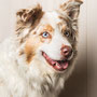 photographe chien studio, séance photo chien studio, portrait chien berger australien, photographe animalier toulouse, photo de berger australien