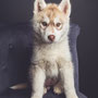 photographe chien studio, séance photo chien studio, portrait chiot husky, photographe animalier toulouse, photo chiot husky cuivre