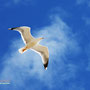 Libertad, Gaviota en el Cielo de Marbella