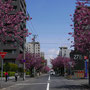 会社近所の八重桜並木（5月中旬）
