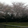 Cherry Blossom everywhere