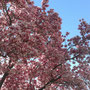 Cherry Blossom auch am Campus
