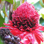 Flower / Blume