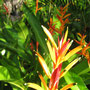 Flower / Blume