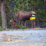 Hey visitors, Mama Moose and Calf