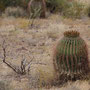 Flink formaat cactus 