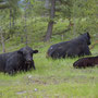 Black Cattle 