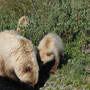 Grizzly met 2 cubs