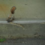 Squirrel met heel veel honger