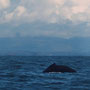 ... De eerste Whale in The Pacific