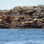 Sea Lions bezig aan hun schoonheidsslaapje