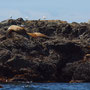 Sea Lions on the Rocks 