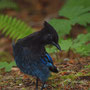 Stellars Jay (nationale vogel)