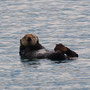 Sea Otter / The Old man of the Sea