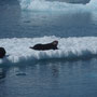 Zee otter op het IJs