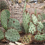 Prickly Pear cactus