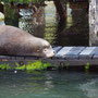 Zeehond op zijn zonnebed