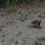 Porcupine on the move 