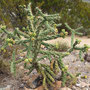 Cholla cactus 