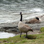 Canadian Goose aan Maligne Lake
