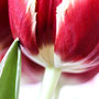 Tulpe