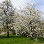 Baumblüte im Mostveirtel