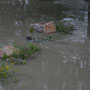 Auch ein Biber hat sich am "Ufer" verirrt