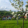 Jungbaum auf der Streuobstwiese
