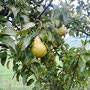 Eigene Birnen am Baum