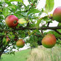 leckerer Apfel am Baum