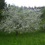Obstbaumblüte im Frühjahr