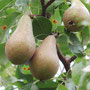 Conference-Birne am Baum