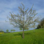 Jungbaum auf der Streuobstwiese