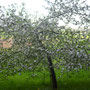 Obstbaumblüte im Frühjahr