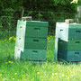 ohne ihre Hilfe geht es nicht - Bienen