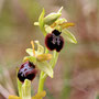 Spinnenragwurz  Spinnenragwurz Ophrys sphegodes