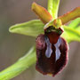 Spinnenragwurz  Spinnenragwurz Ophrys sphegodes