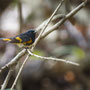 Oriole du Nord