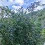 route de Baracoa