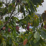 Cacaoyer