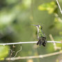 Colibri vert-d'eau