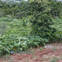 Culture de Malanga