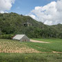 Plantation de tabac
