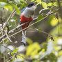 Trogon de Cuba - Tocoroco