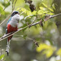 Trogon de Cuba - Tocoroco