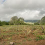 Plantation d'ananas sur fond de mogotes