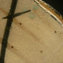 #MS1 CLOSE-UP