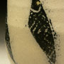 SOLD...#MS5 CLOSE-UP